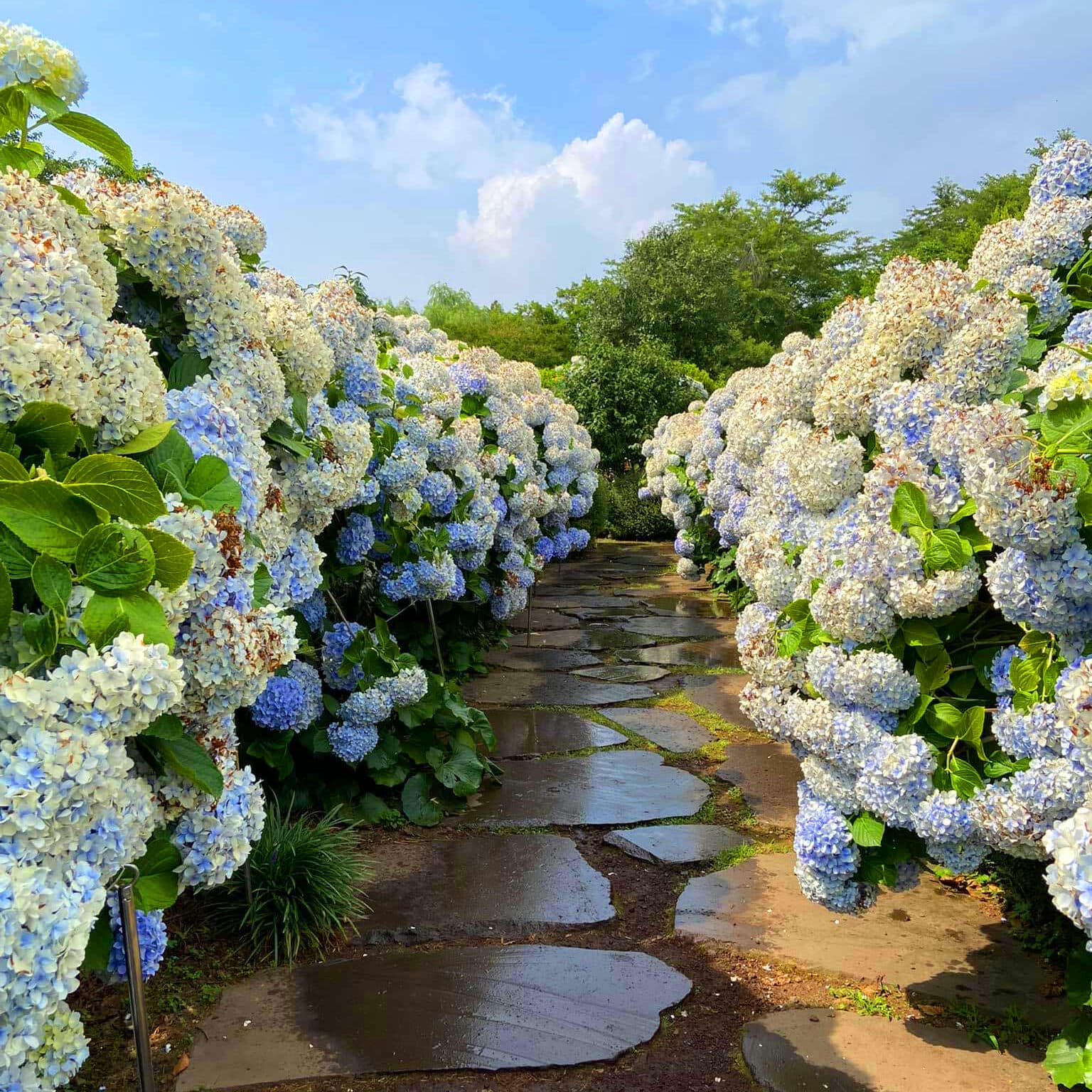 Jeju Island