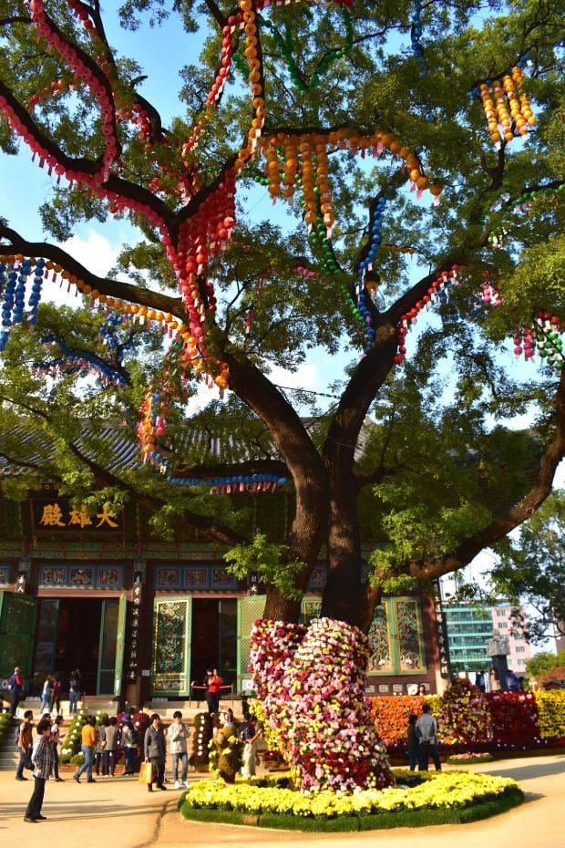 Beautiful Tree Decorated With Lanterns At Jogyesa Temple