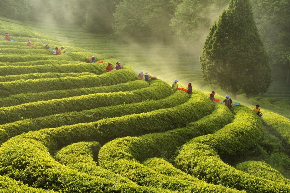 Boseong Green Tea Plantation