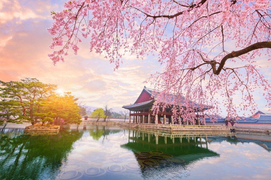Cherry blossoms at Seoul Palace in April