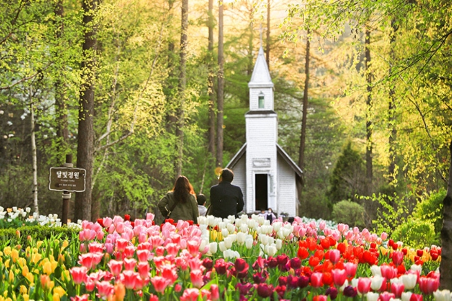 Garden of Morning Calm With Tulips
