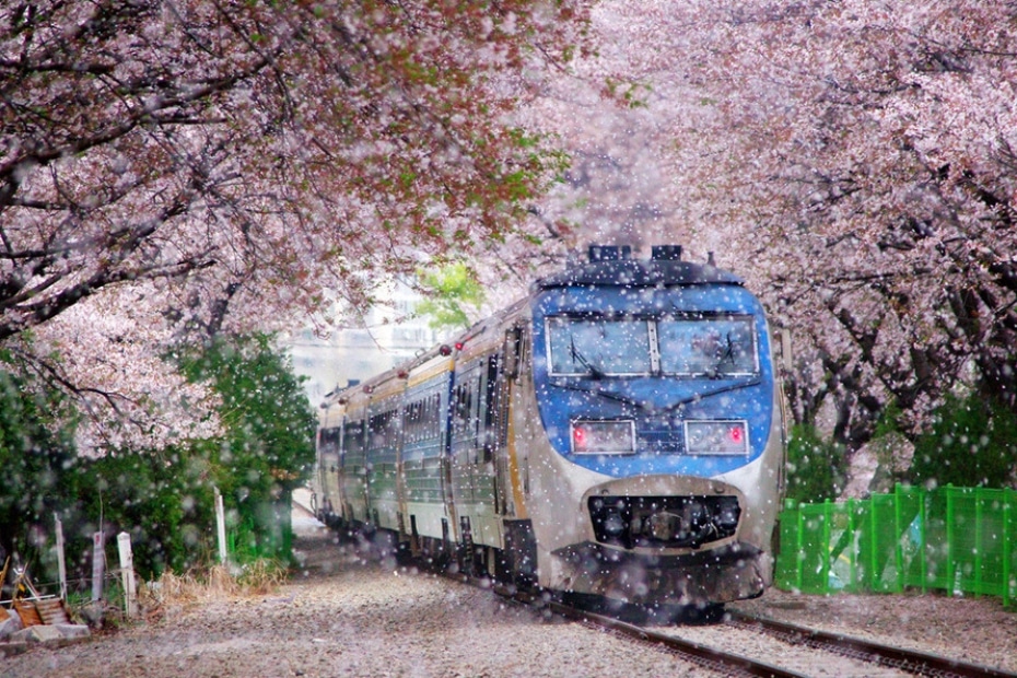 Jinhae Cherry Blossom Festival