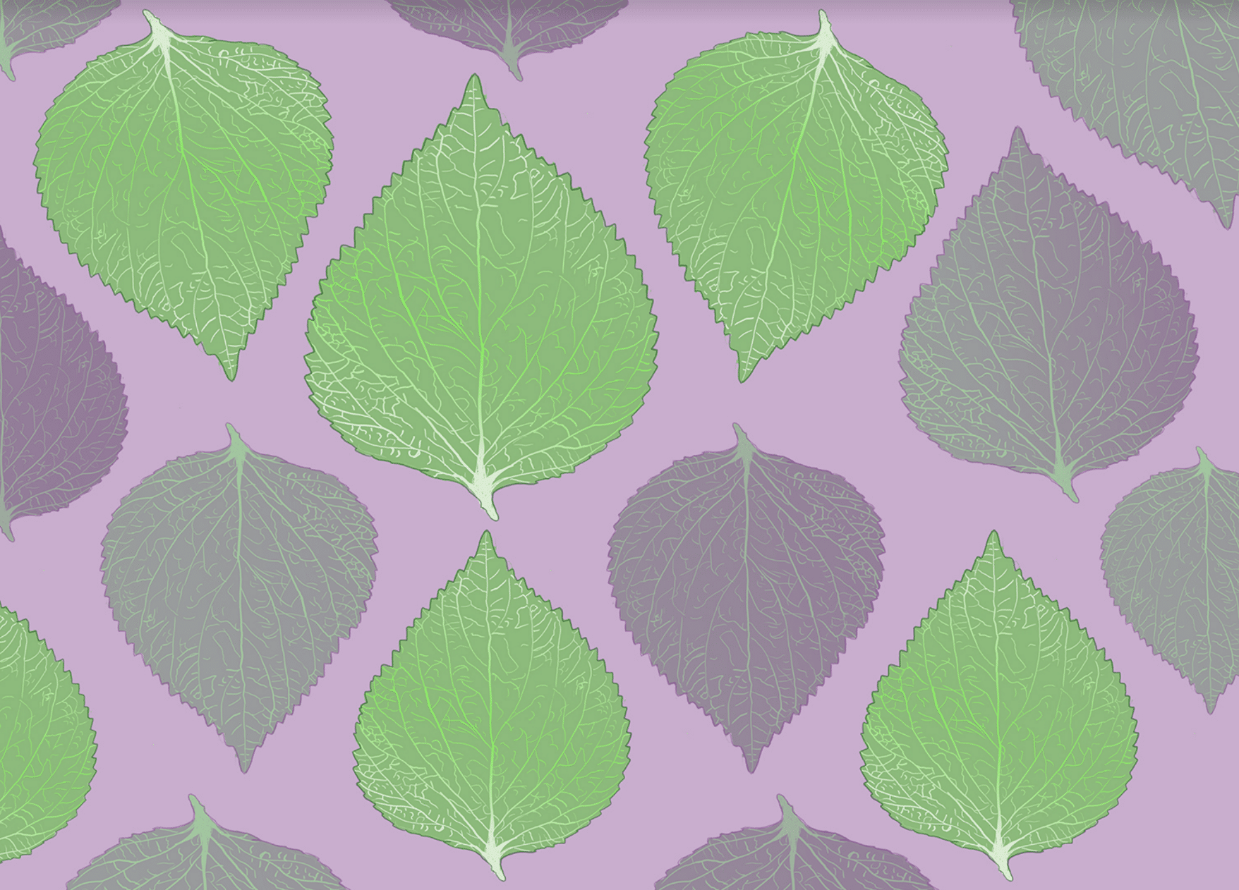 Korean seeds A green and purple pattern of leaves of kkaennip, or Korean perilla