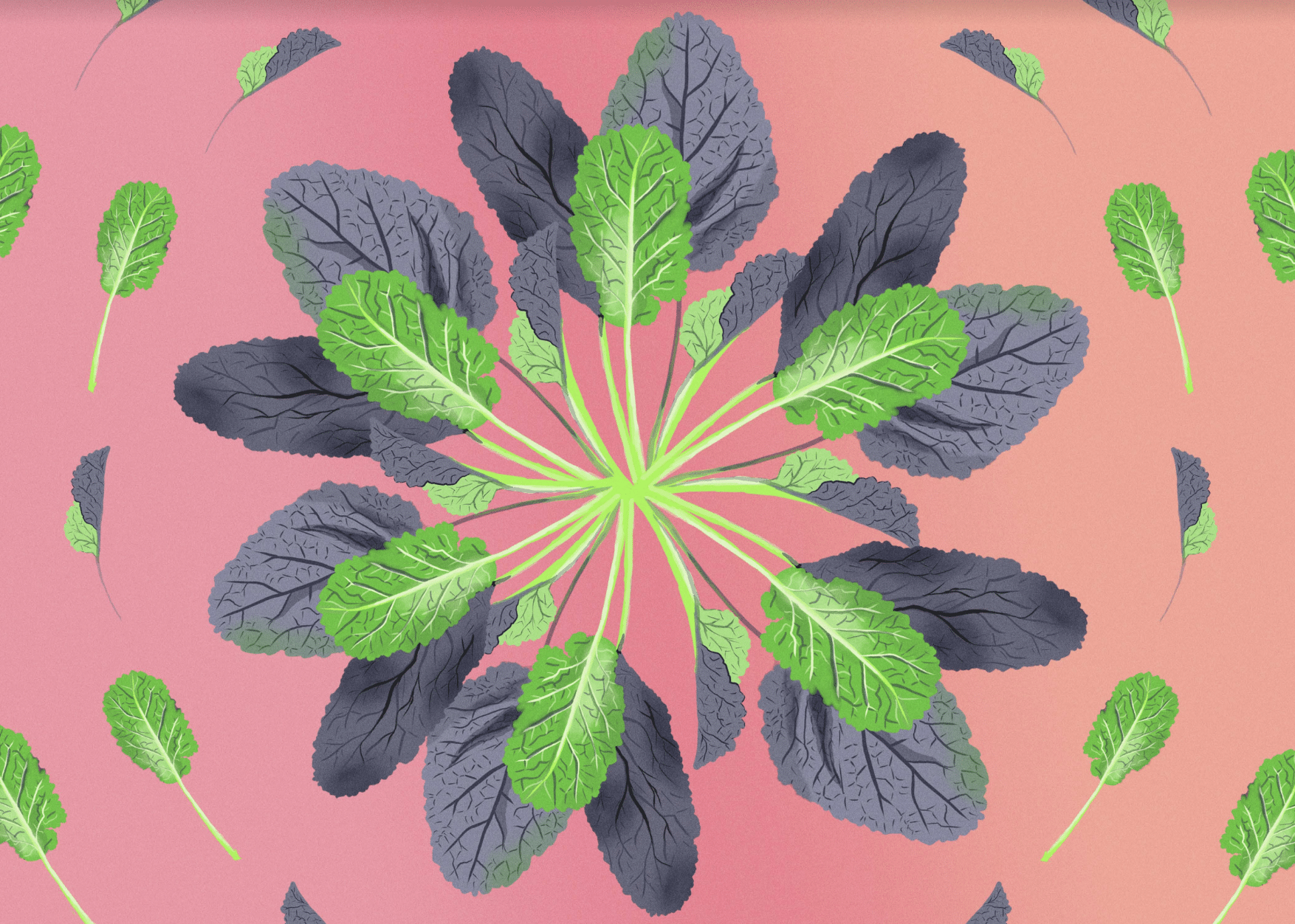 Green and purple leaves of jeok gat, a Korean plant with an oval leaf and long stem, arrayed in a circular pattern, against a peach and pink background