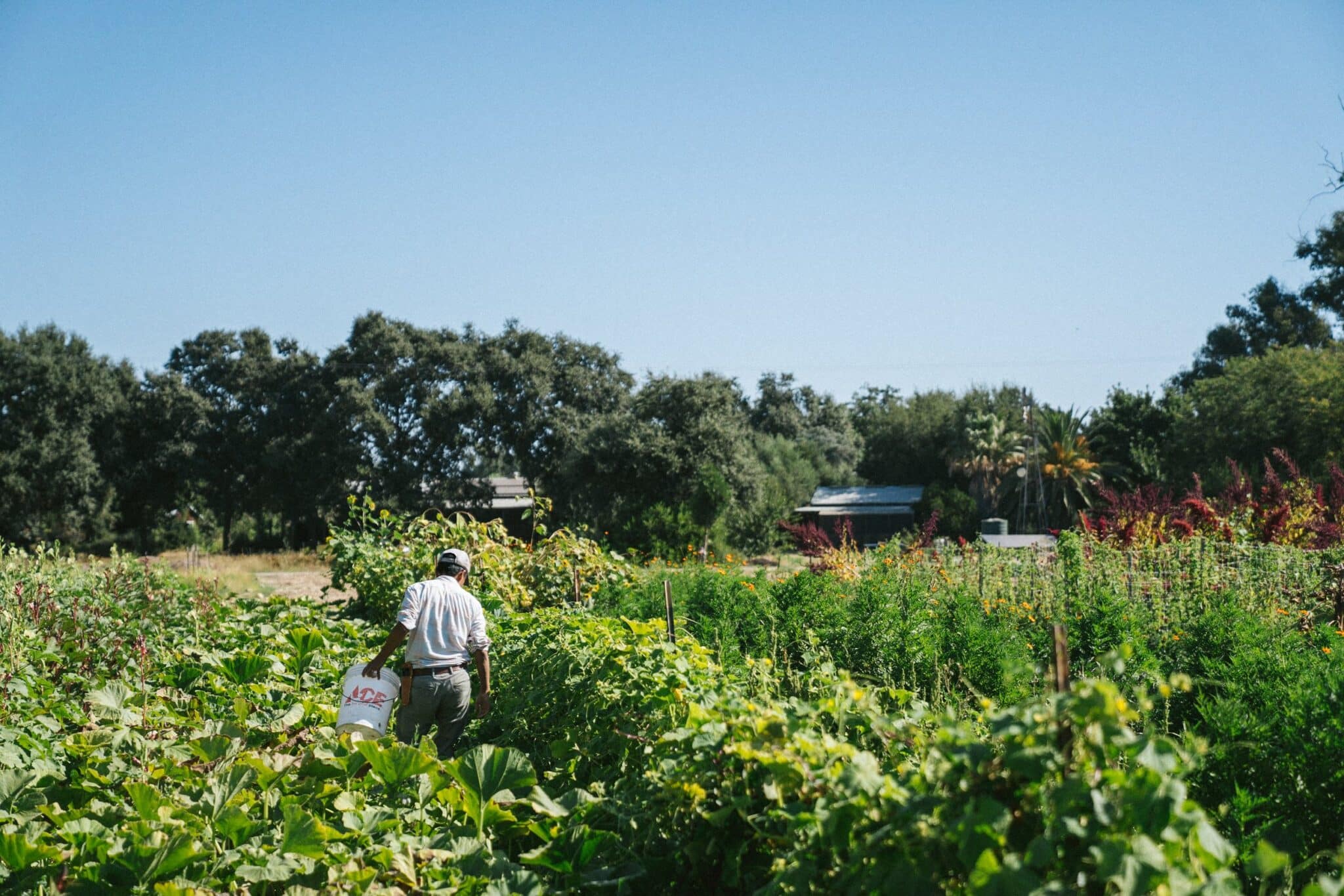korean seeds farm