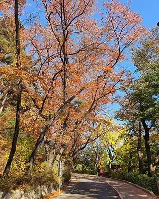 best things to do in seoul namsan